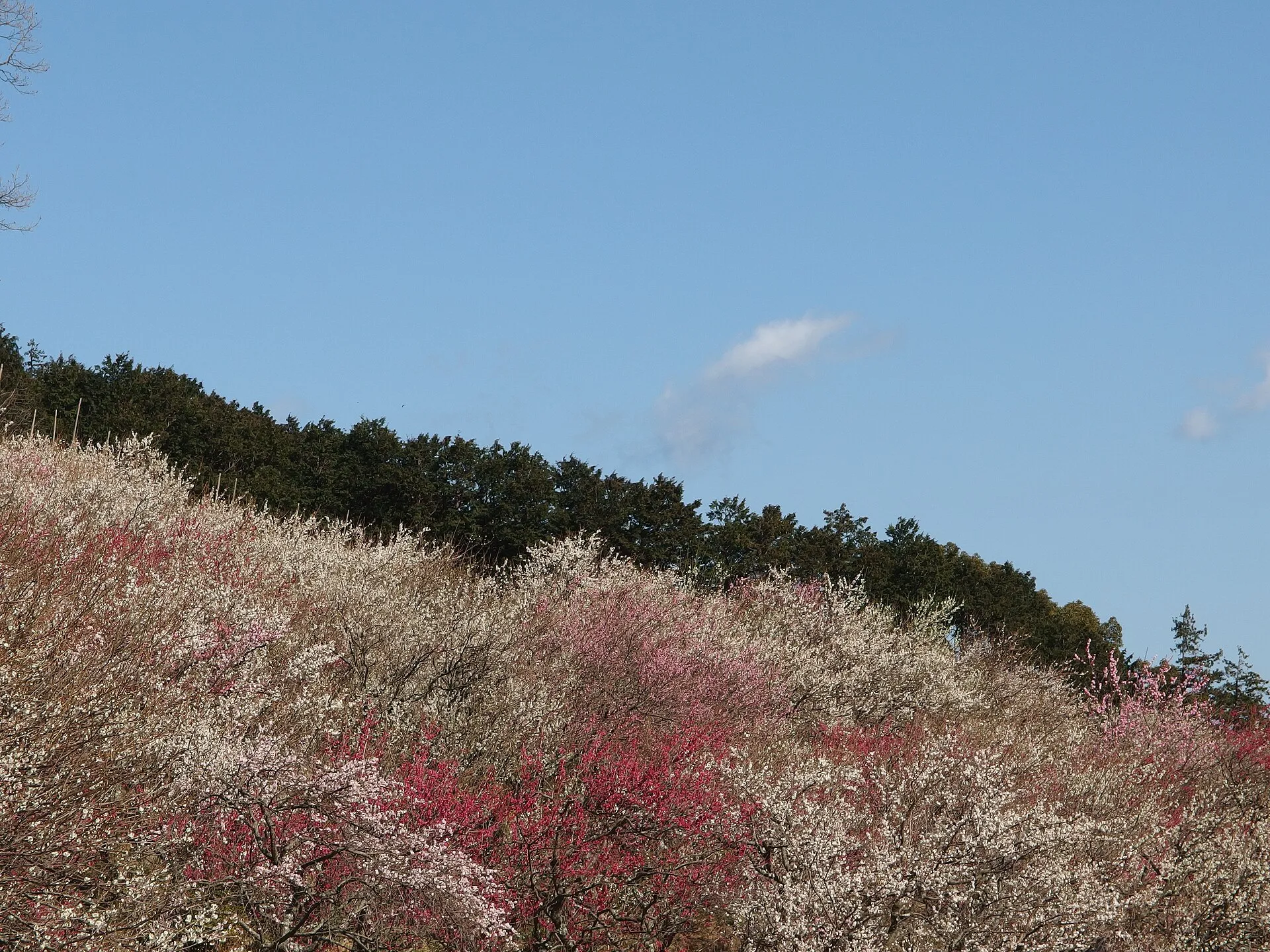 湯河原温泉の風景